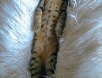 Animal Friends Comedy Pet Photo Awards 2021
