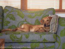 Animal Friends Comedy Pet Photo Awards 2021