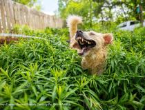 Carmen-Cromer_Jurassic-Bark