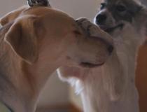 Animal Friends Comedy Pet Photo Awards 2021