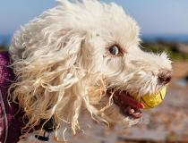 Animal Friends Comedy Pet Photo Awards 2021