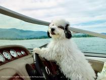 Animal Friends Comedy Pet Photo Awards 2021