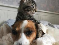 Animal Friends Comedy Pet Photo Awards 2021
