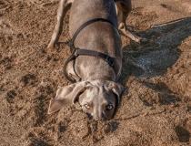 Animal Friends Comedy Pet Photo Awards 2021