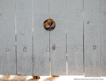 Animal Friends Comedy Pet Photo Awards 2021