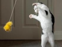 Animal Friends Comedy Pet Photo Awards 2021