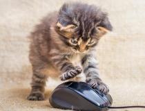 Comedy Pet Photo Awards