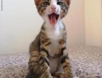 The Comedy Pet Photography Awards 2020 - Morning cat