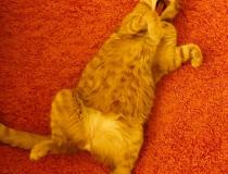 "Dzień dobry, Fox Mulder!"