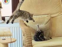 The Comedy Pet Photography Awards 2020 - Someone is in for a shock