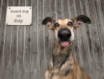 "Pies stróżujący na służbie"