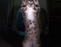 The Comedy Pet Photography Awards 2020 - Don't shoot, the dog did it!