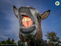 The Comedy Pet Photography Awards 2020 - Gimme a Kiss!