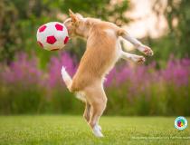 The Comedy Pet Photography Awards 2020 - Heading a Ball