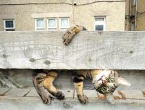 Małgorzata (Gosia) Russell - "Dlaczego jesteś do góry nogami mamo?"