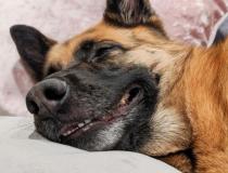 The Comedy Pet Photography Awards 2020 - When the human gives in & let's you sleep on the bed