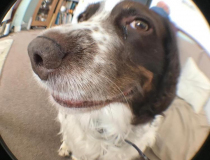 The Comedy Pet Photography Awards 2020 - "Ding dong" Can you spare a few minutes of your time?