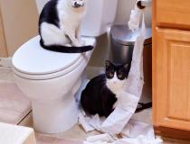 The Comedy Pet Photography Awards 2020 - What?