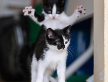 The Comedy Pet Photography Awards 2023