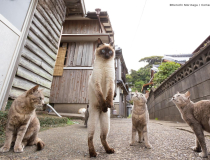 The Comedy Pet Photography Awards 2023