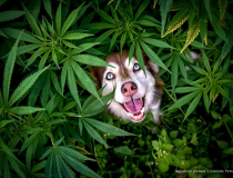 The Comedy Pet Photography Awards 2023