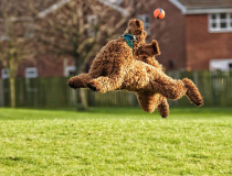 The Comedy Pet Photography Awards 2023