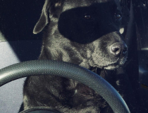 The Comedy Pet Photography Awards 2023
