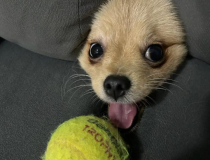 The Comedy Pet Photography Awards 2023