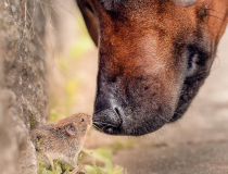 The Comedy Pet Photography Awards 2023