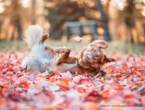 The Comedy Pet Photography Awards 2023