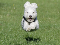 The Comedy Pet Photography Awards 2023
