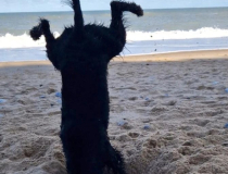 The Comedy Pet Photography Awards 2023
