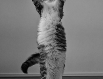 The Comedy Pet Photography Awards 2023