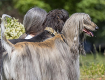 The Comedy Pet Photography Awards 2023