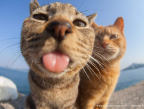 The Comedy Pet Photography Awards 2023