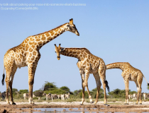 The Comedy Wildlife Photography Awards 2023