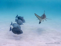 The Comedy Wildlife Photography Awards 2023