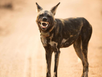 The Comedy Wildlife Photography Awards 2023