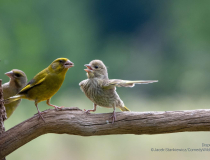 The Comedy Wildlife Photography Awards 2023