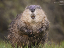 The Comedy Wildlife Photography Awards 2023