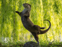 The Comedy Wildlife Photography Awards 2023