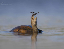 The Comedy Wildlife Photography Awards 2023