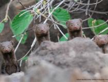 Comedy Wildlife Photography Awards 2020
