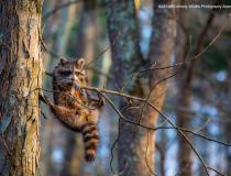 Comedy Wildlife Photography Awards 2020