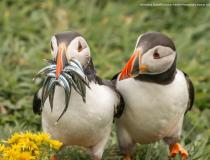 Comedy Wildlife Photography Awards 2020