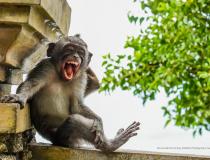 Comedy Wildlife Photography Awards 2020