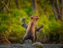 Comedy Wildlife PhotographyAwards 2021