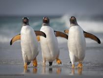 Comedy Wildlife PhotographyAwards 2021