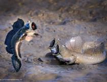 Comedy Wildlife PhotographyAwards 2021