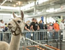 Animal Fest